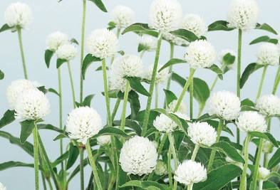 センニチコウ ミラーボール ホワイトの写真