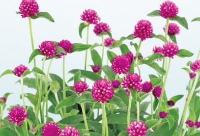 センニチコウ ミラーボール パープルの写真