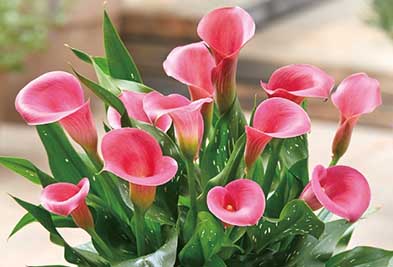 カラー キャピテイン チェリオ2球1組の写真