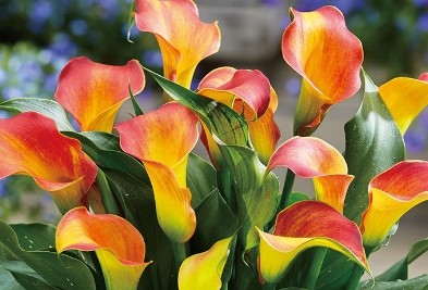 カラー キャピテイン リド2球1組の写真