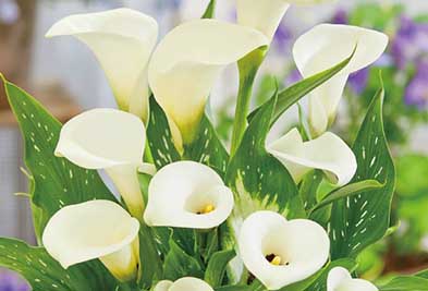 カラー キャピテイン ロレンゾ2球1組の写真