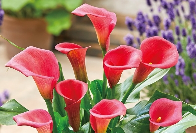 カラー キャピテイン ハリウッド2球1組の写真