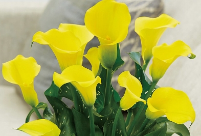 カラー キャピテイン ソロ2球1組の写真