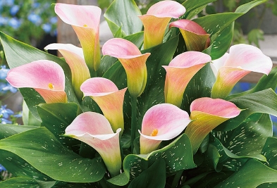 カラー キャピテイン マレロ2球1組の写真