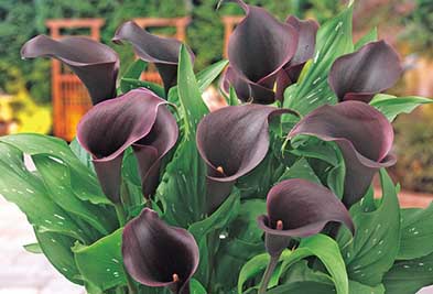 カラー キャピテイン カルーソ2球1組の写真