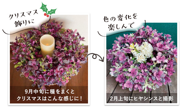 クリスマス飾りにおすすめ。9月中旬に種をまいて、クリスマスにはハボタンのリースが完成！（写真左）　その後も色の変化を楽しめます。2月上旬にヒヤシンスと撮影。（写真右）