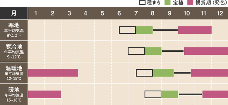ハボタンの栽培カレンダー