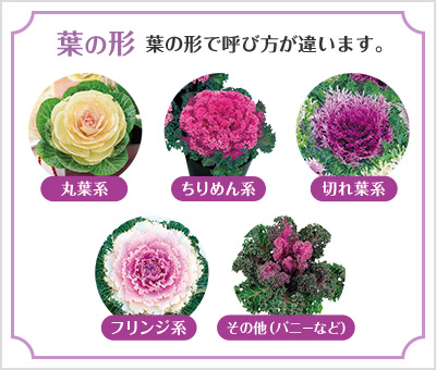 葉の形で呼び方が違います。丸葉系 ちりめん系 切れ葉系 フリンジ系 その他(バニーなど)