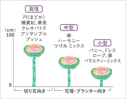 草丈ごとの品種分布図 切り花向き 高性:円(まどか) 楊貴妃、華美 クレオパトラ アンサンブル ブッシュ 花壇・プランター向き 中型:傘 ハーモニー つづみ ミックス 小型:バニー、ドレス ローブ、華 バラエティーミックス