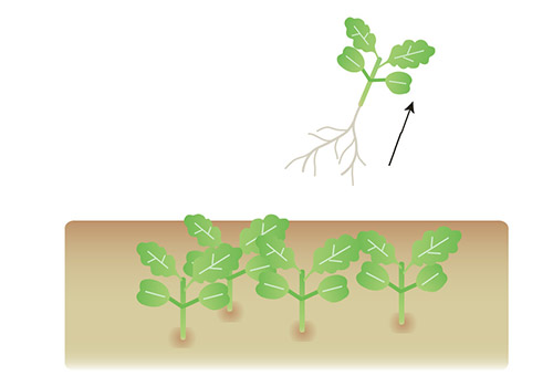 葉が触れ合うようになったら数回に分けて間引く
