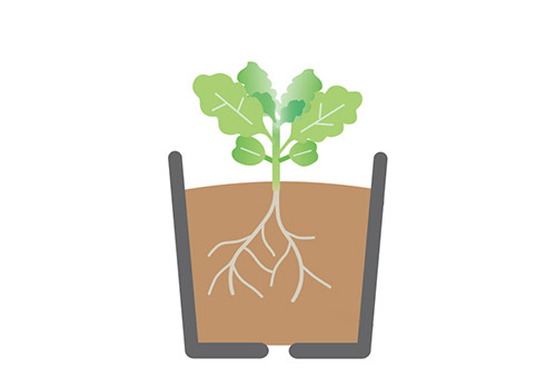 本葉が2~4枚になったら1株ずつに植え替え(鉢上げ)