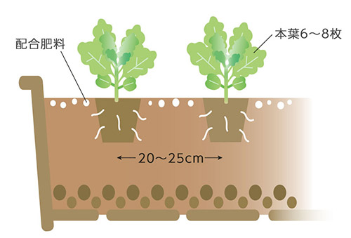 本葉が6~8枚になったら20~25cm間隔で植え替え 配合肥料も置き肥にする