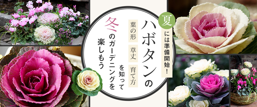 夏には準備開始!ハボタンの葉の形・草丈・育て方を知って冬のガーデニングを楽しもう