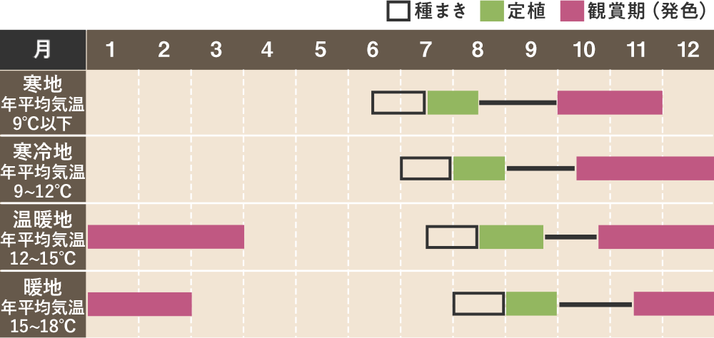 ハボタンの栽培カレンダー