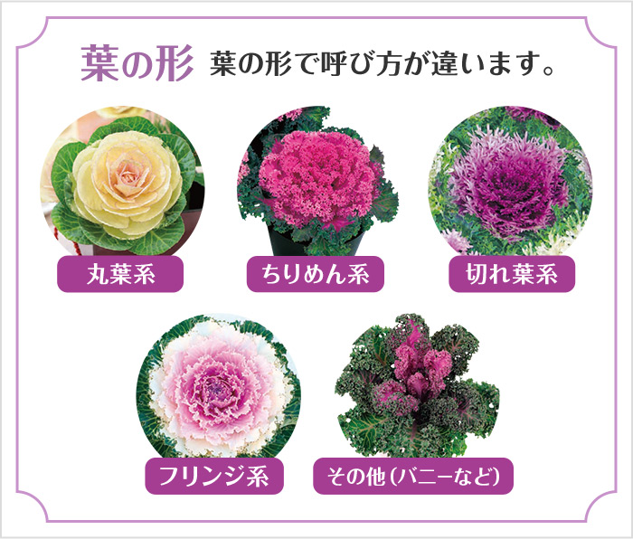 葉の形で呼び方が違います。丸葉系 ちりめん系 切れ葉系 フリンジ系 その他(バニーなど)