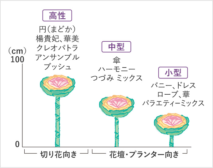 草丈ごとの品種分布図 切り花向き 高性:円(まどか) 楊貴妃、華美 クレオパトラ アンサンブル ブッシュ 花壇・プランター向き 中型:傘 ハーモニー つづみ ミックス 小型:バニー、ドレス ローブ、華 バラエティーミックス