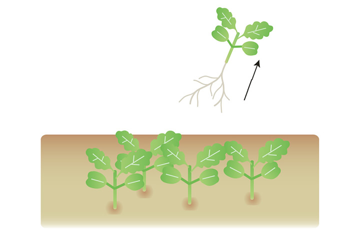 葉が触れ合うようになったら数回に分けて間引く