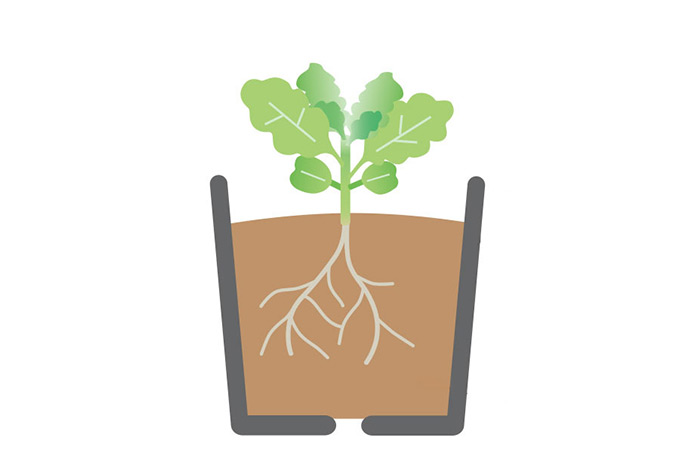 本葉が2~4枚になったら1株ずつに植え替え(鉢上げ)