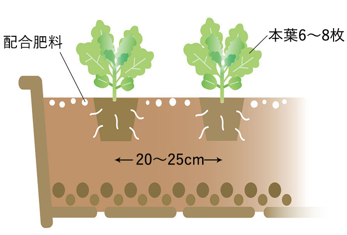 本葉が6~8枚になったら20~25cm間隔で植え替え 配合肥料も置き肥にする