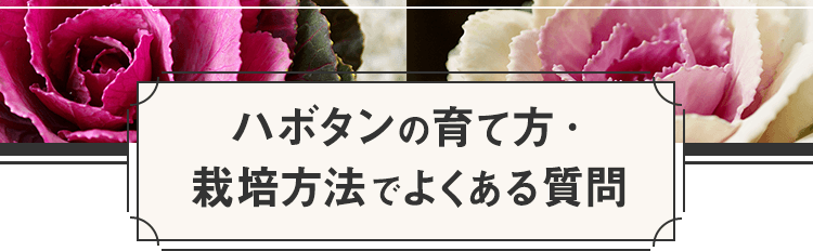 ハボタンの育て方 栽培方法でよくある質問