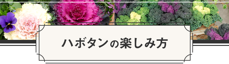 ハボタンの楽しみ方