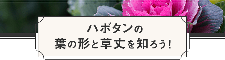 ハボタンの葉の形と草丈を知ろう!