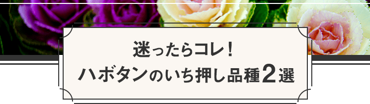 迷ったらコレ!ハボタンのいち押し品種2選
