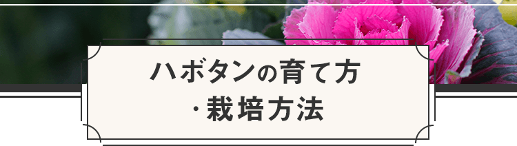 ハボタンの育て方・栽培方法