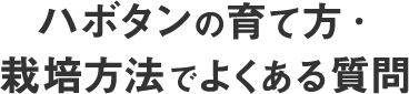 ハボタンの育て方 栽培方法でよくある質問