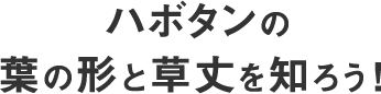 ハボタンの葉の形と草丈を知ろう!