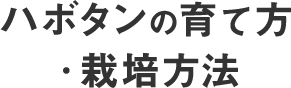 ハボタンの育て方・栽培方法