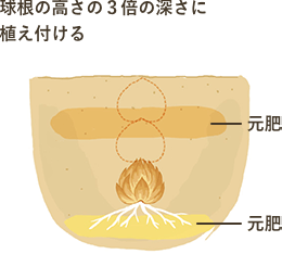 球根の高さの3倍の深さに植え付ける