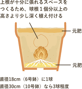 上根が十分に張れるスペースを作るため球根1個分以上の高さより少し深く植え付ける 直径18cm（6号鉢）に1球 直径30cm（10号鉢）なら3球程度