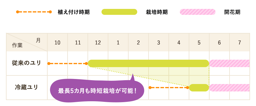 冷蔵ユリの植え付け時期のカレンダー