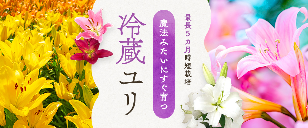 魔法みたいにすぐ育つ冷蔵ユリ