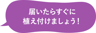 届いたらすぐに植え付けましょう！