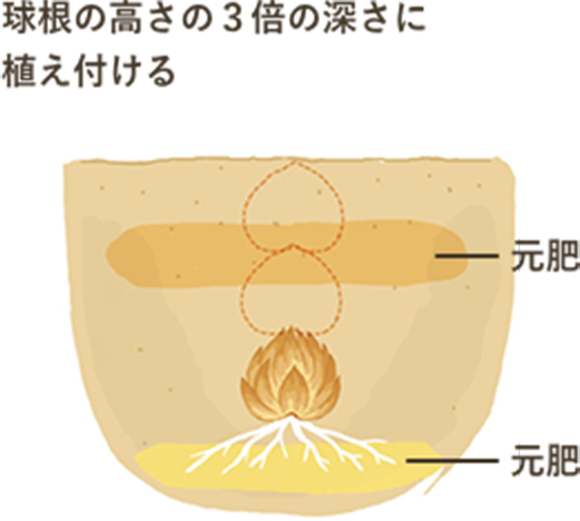 球根の高さの3倍の深さに植え付け