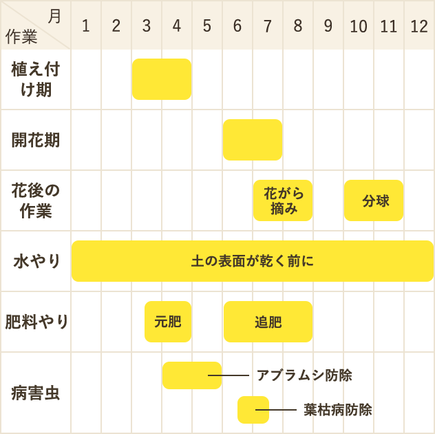 冷蔵ユリの栽培カレンダー
