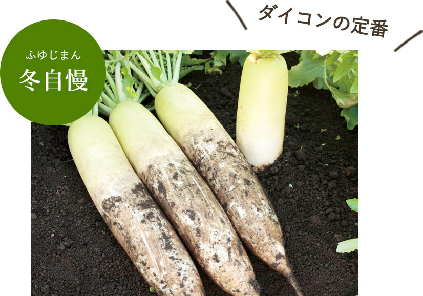 冬自慢【ダイコンの定番】