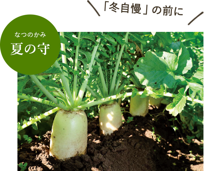 夏の守【冬自慢の前に】