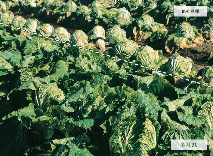 寒さにとても強い