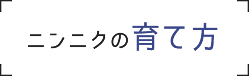 ニンニクの育て方