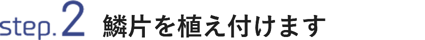 STEP2 鱗片を植え付けます