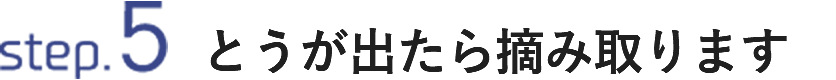 STEP5 とうが出たら摘み取ります