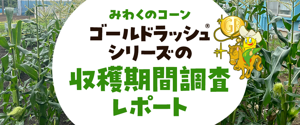 みわくのコーン「ゴールドラッシュ®」シリーズの収穫期間調査レポート
