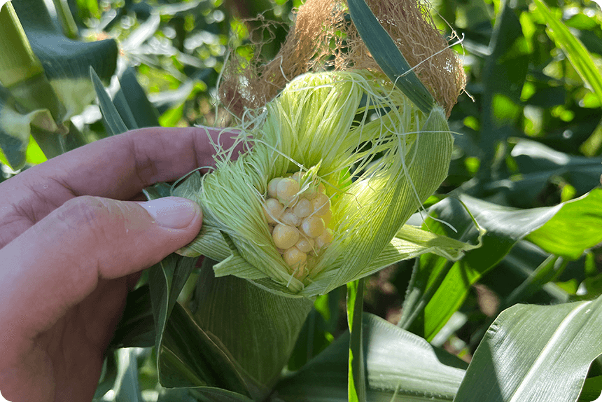 7月24日(種まきから67日後)。ゴールドラッシュ®の先端が色づぎ始めた様子