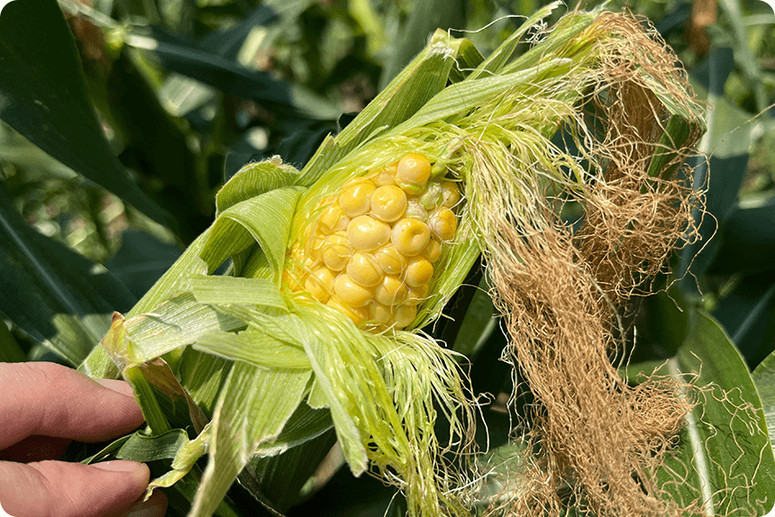 7月27日。ゴールドラッシュ®の先端までしっかり色が回っているが、一方で先端からしなびが発生している様子