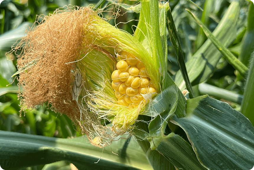 7月27日(種まきから70日後)。ゴールドラッシュ®88の先端まで色づいている様子