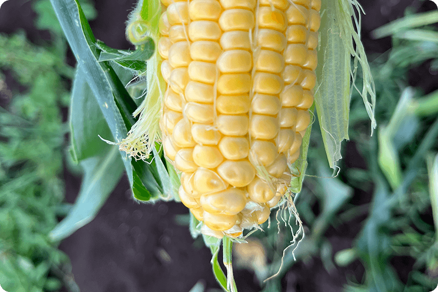 7月31日。ゴールドラッシュ®88の先端に少ししなびが発生している様子