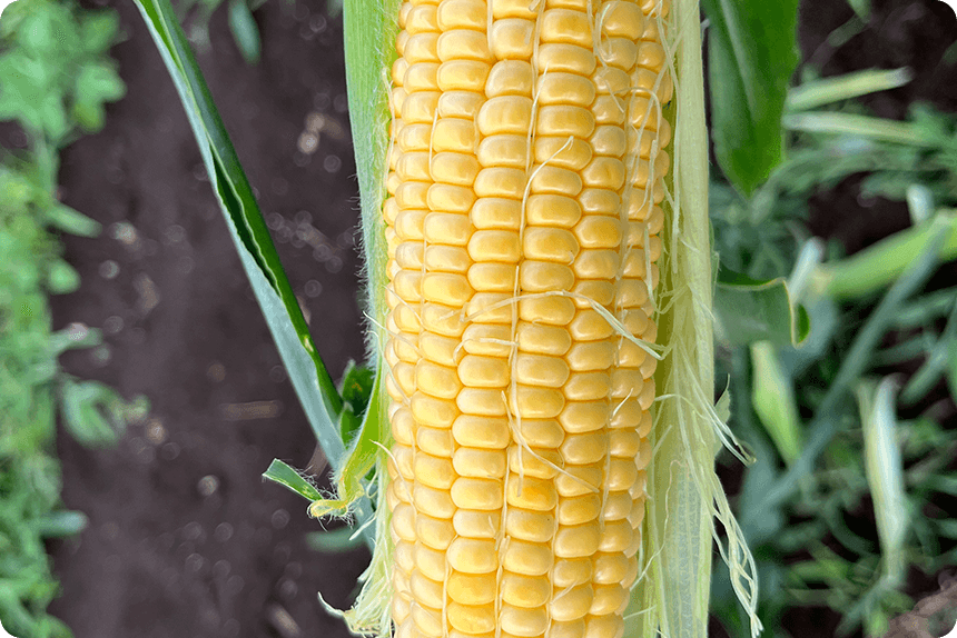 7月31日。ゴールドラッシュ®88の先端に少ししなびが発生している様子